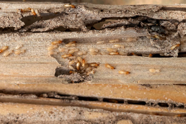 Best Termite Control Services  in Wekiwa Springs, FL